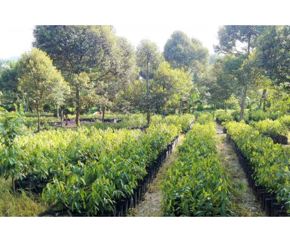 Durian Tree Club