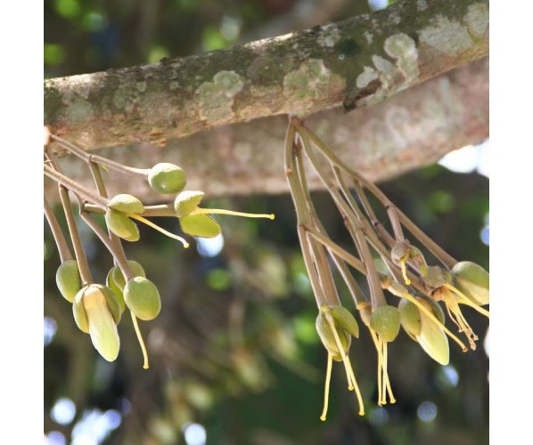 Durian Tree Club
