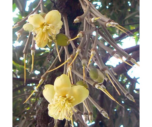 Durian Tree Club
