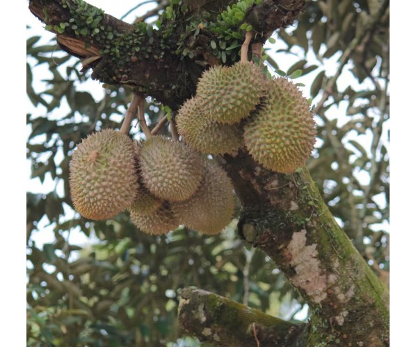 Durian Tree Club
